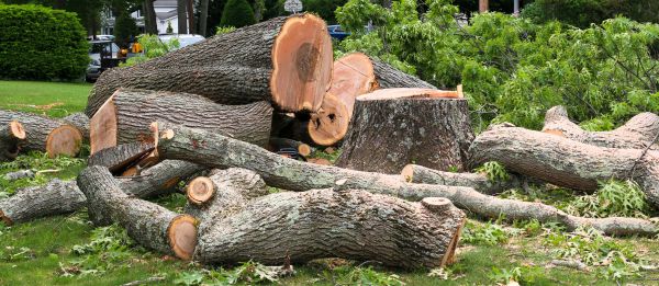 Large Tree Removal in Surprise