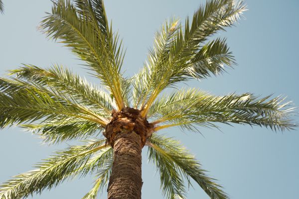 Palm Tree Removal in Surprise