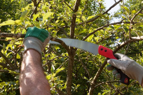 Small Tree Removal in Surprise