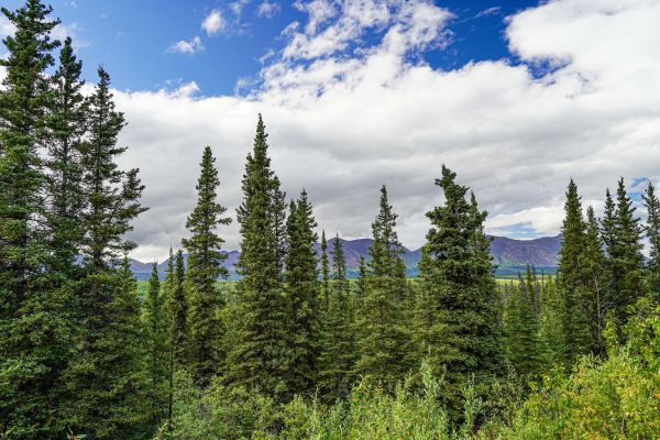 Spruce Tree Removal in Surprise