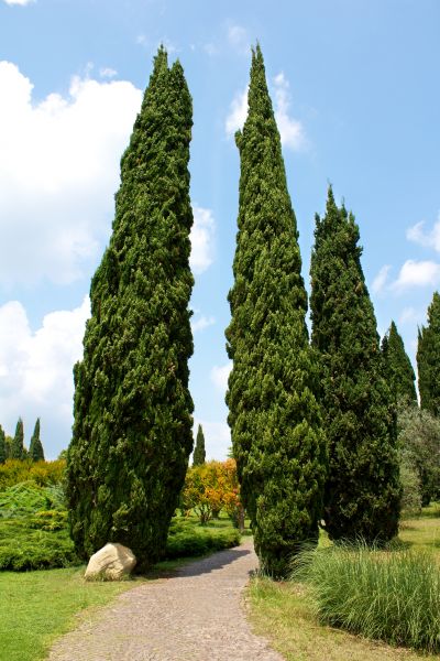 Cost of Cypress Tree Removal in Surprise