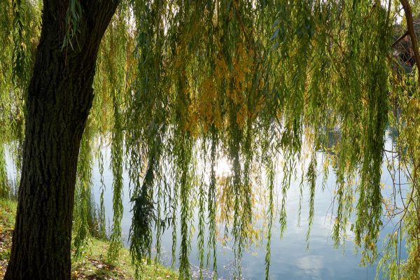 Cost of Willow Tree Removal in Surprise