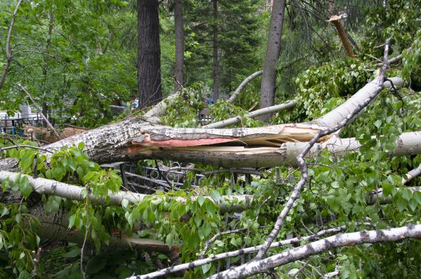 Birch Tree Removal in Surprise