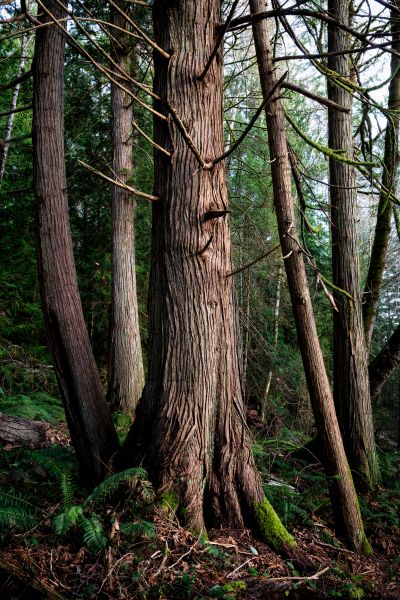 Cost of Cedar Tree Removal in Surprise