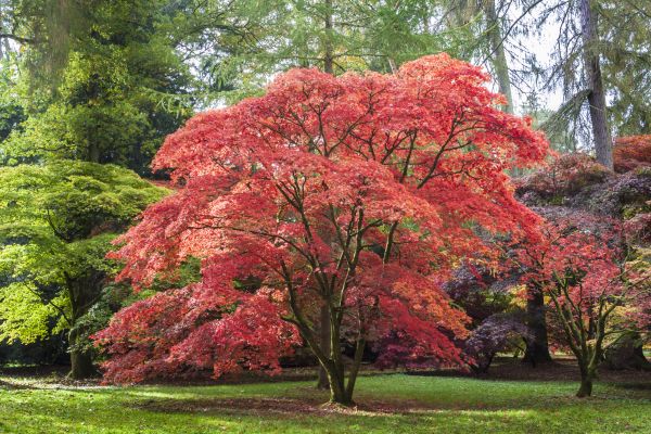 Cost of Maple Tree Removal in Surprise