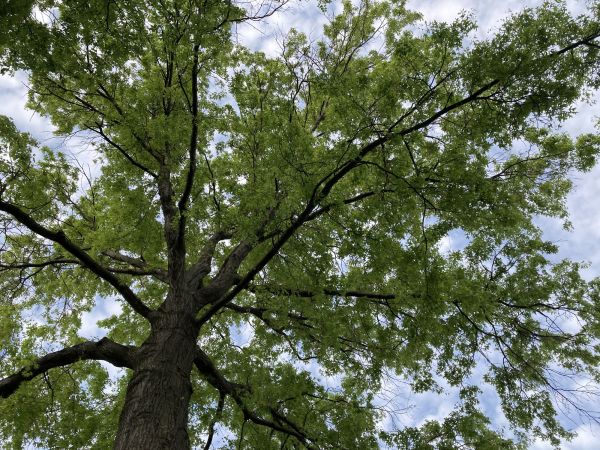 Cost of Oak Tree Removal in Surprise