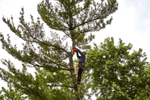 Cost of Pine Tree Removal in Surprise