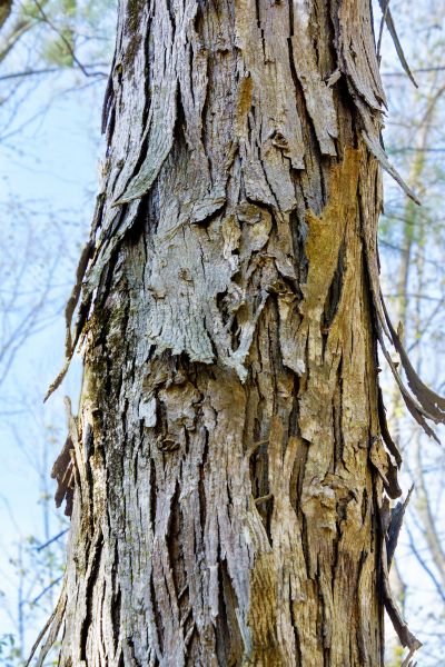 Hickory Tree Removal in Surprise