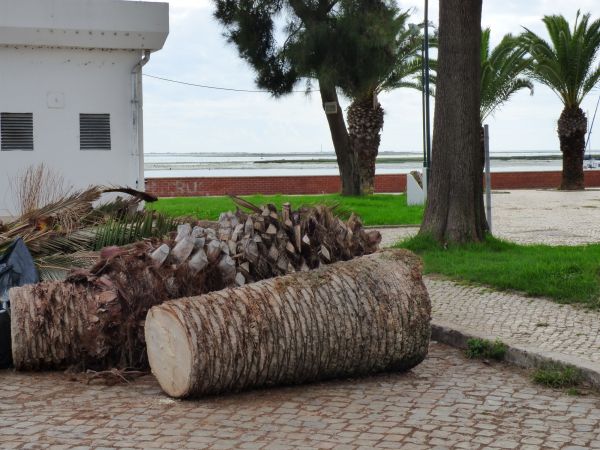 Palm Trees Removal in Surprise