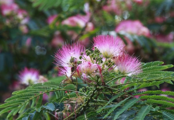Mimosa Tree Removal in Surprise