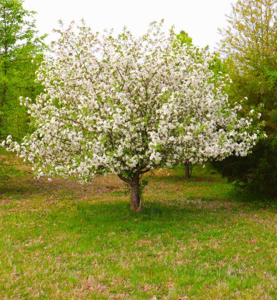 Dogwood Tree Removal in Surprise