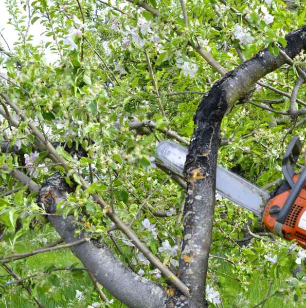 Apple Tree Removal in Surprise