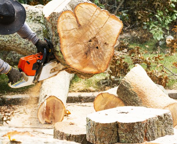 Tree Removal Service in Surprise