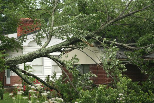 Emergency Tree Removal in Surprise