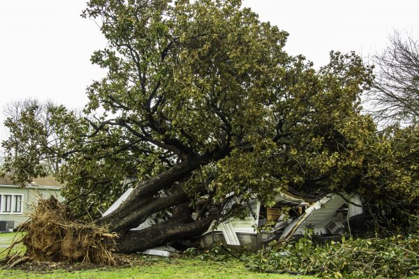 Fallen Tree Removal in Surprise