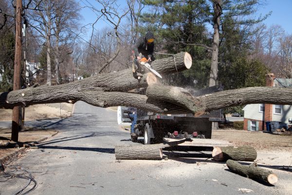 Cost of Residential Tree Removal in Surprise