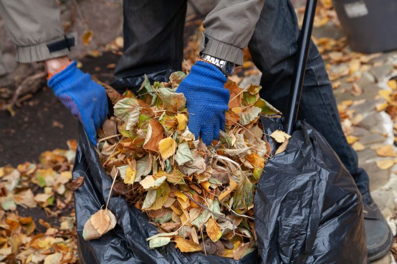 Leaf Collection in Progress