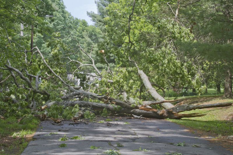 Clearing Fallen Trees from Driveways