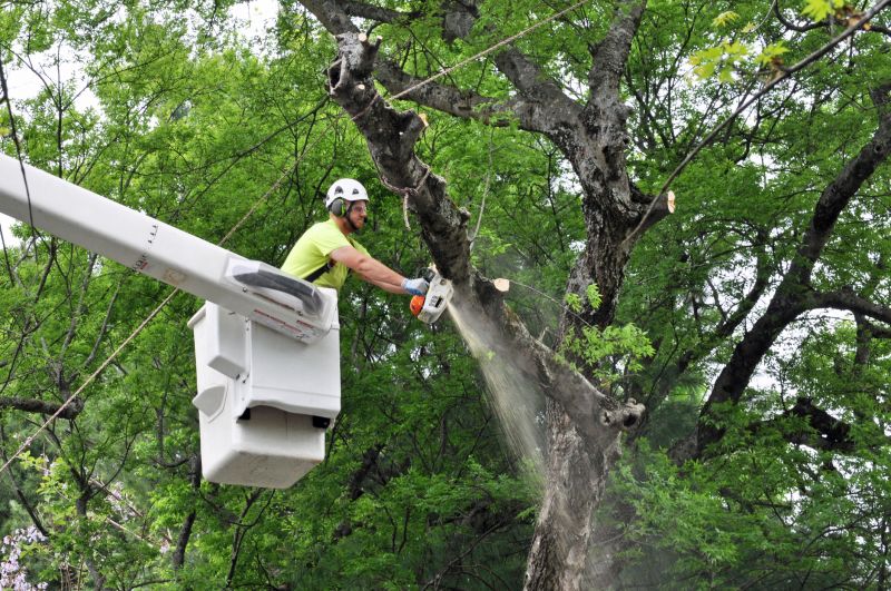 Residential Tree Removal Crew