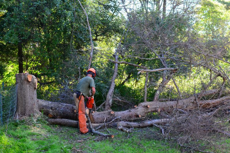 Maple Tree Removal