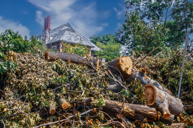 Small Tree Removal