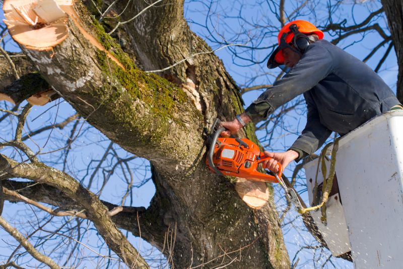 Summer Tree Cutting