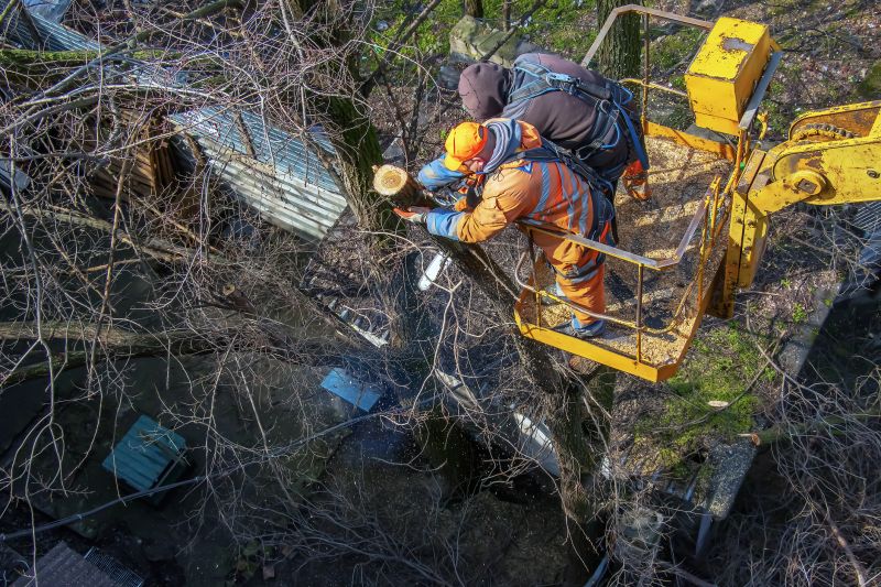 Tree Cutting Safety