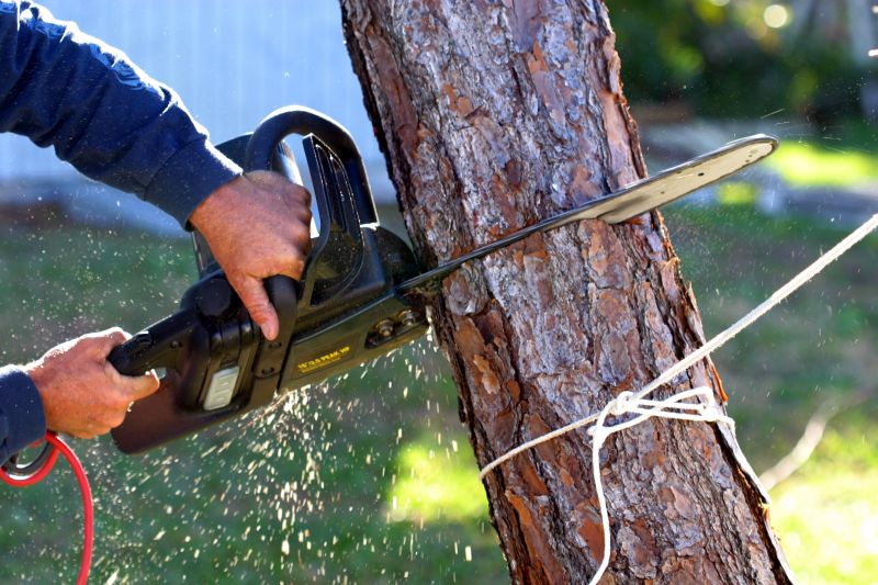 Tree Cutting in Action