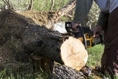Optimal Timing for Tree Removal