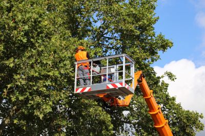 Professional Tree Removal in Action