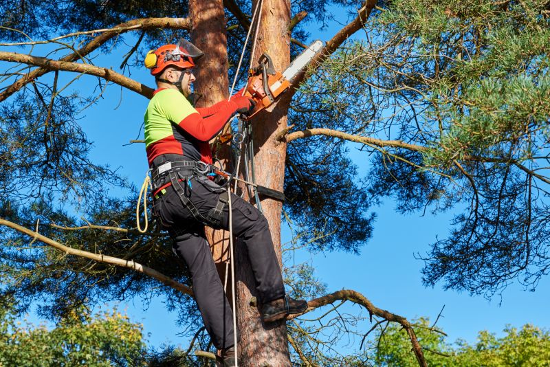 Assessing Tree Health and Risks
